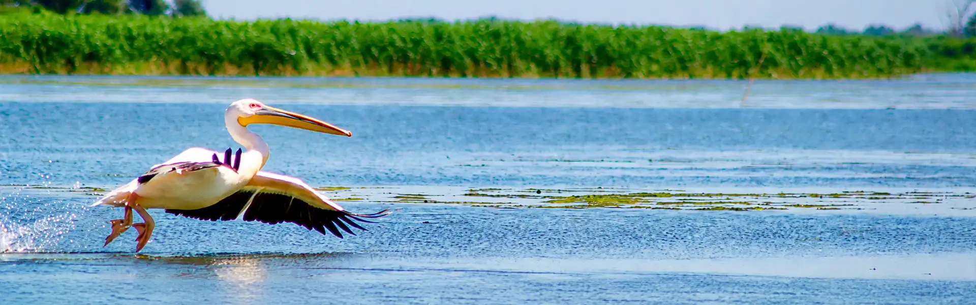 donaudelta-header